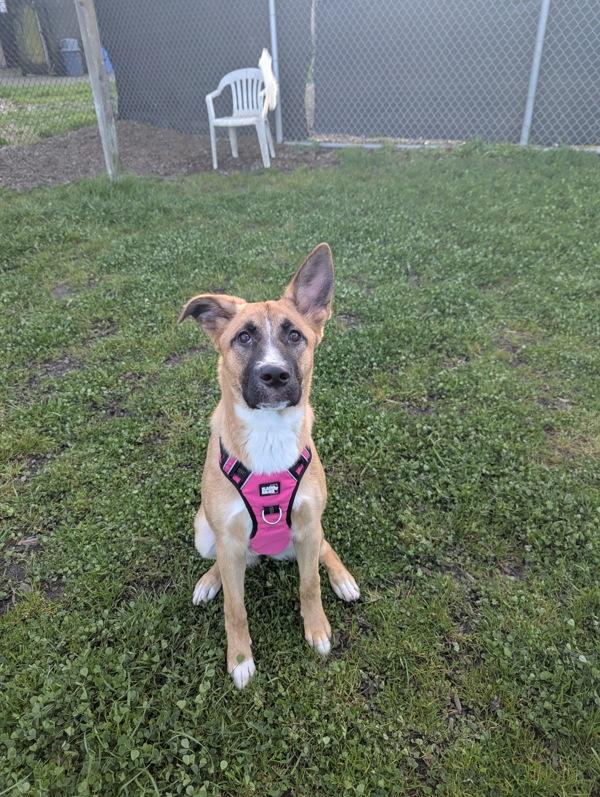 Enlarge Fern, a Adoptable mixed breed in Santa Rosa, CA image 2/4