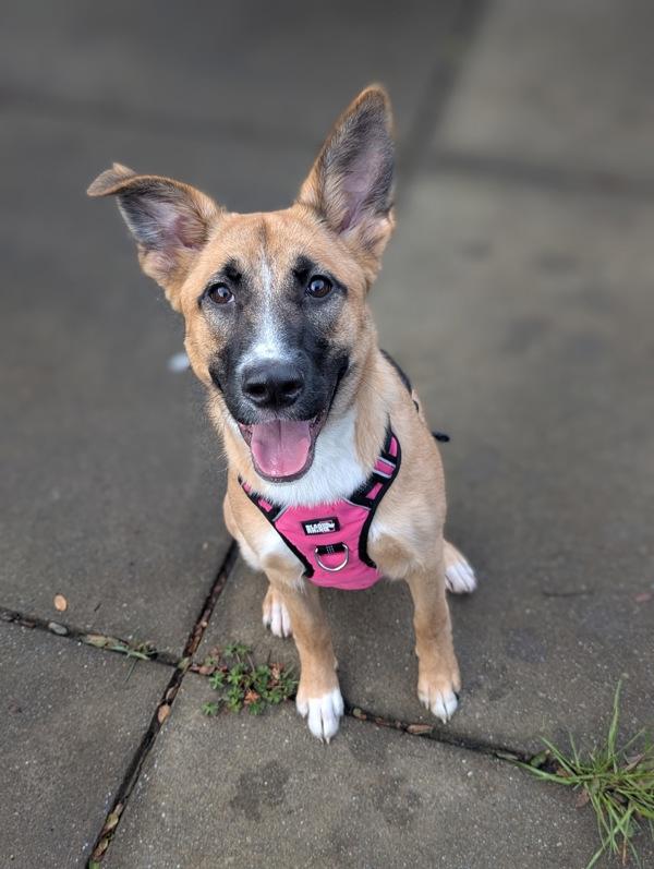 Enlarge Fern, a Adoptable mixed breed in Santa Rosa, CA image 3/4