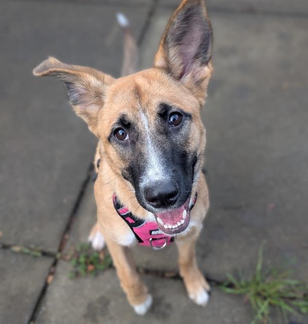 Enlarge Fern, a Adoptable mixed breed in Santa Rosa, CA image 4/4
