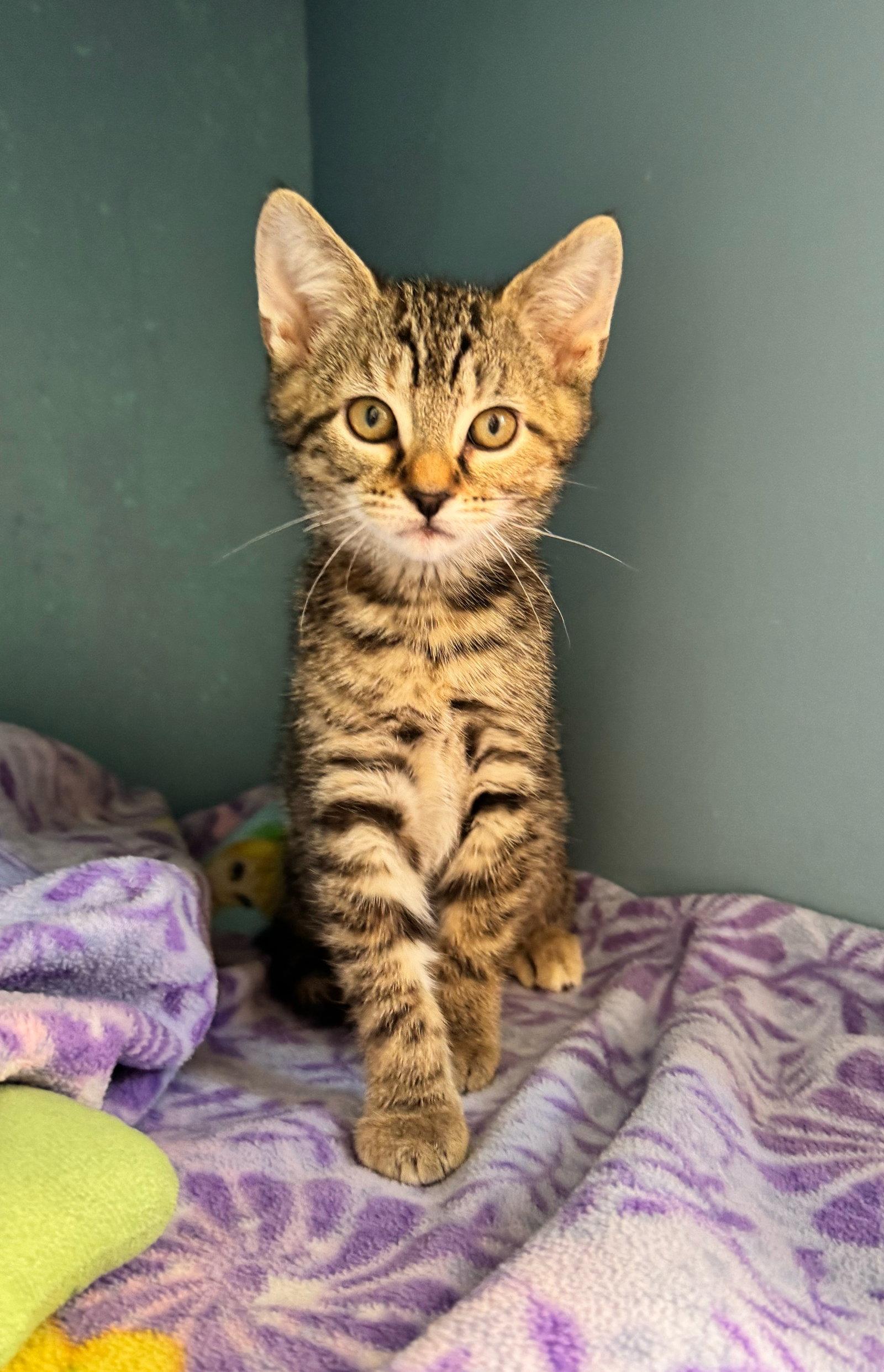 Ginger, Adoptable, Kitten Female Domestic Short Hair.