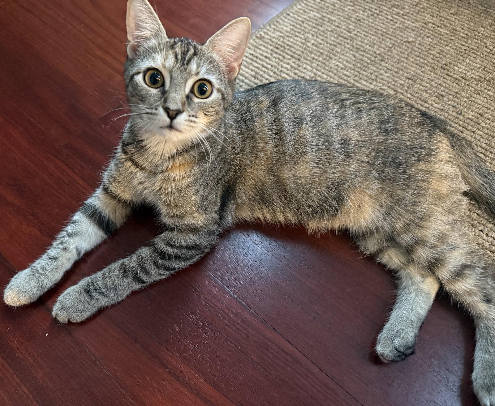 Ginger, Adoptable, Kitten Female Domestic Short Hair.