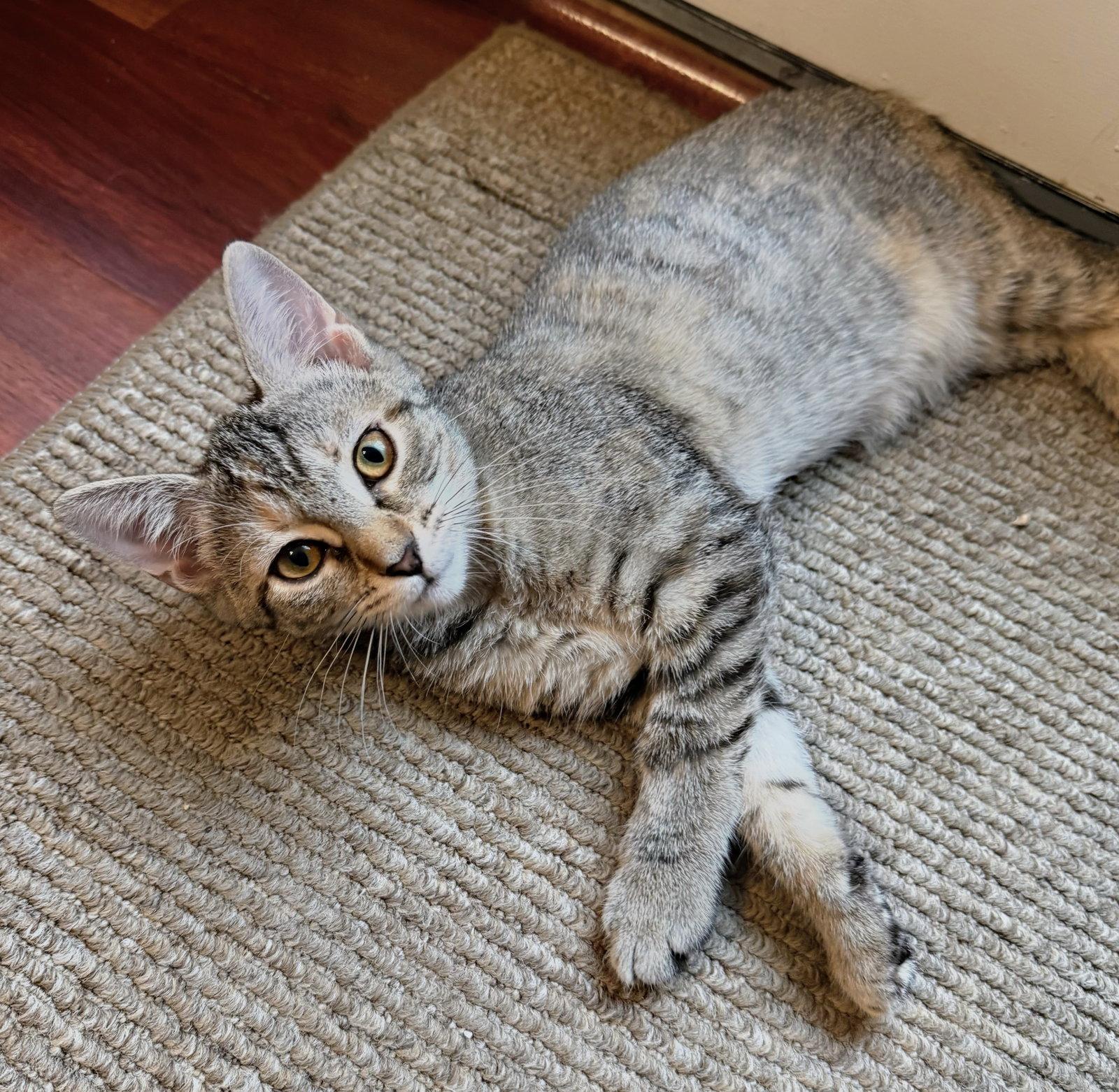 Enlarge Ginger, a Adoptable Domestic Short Hair in Leesburg, VA image 2/3