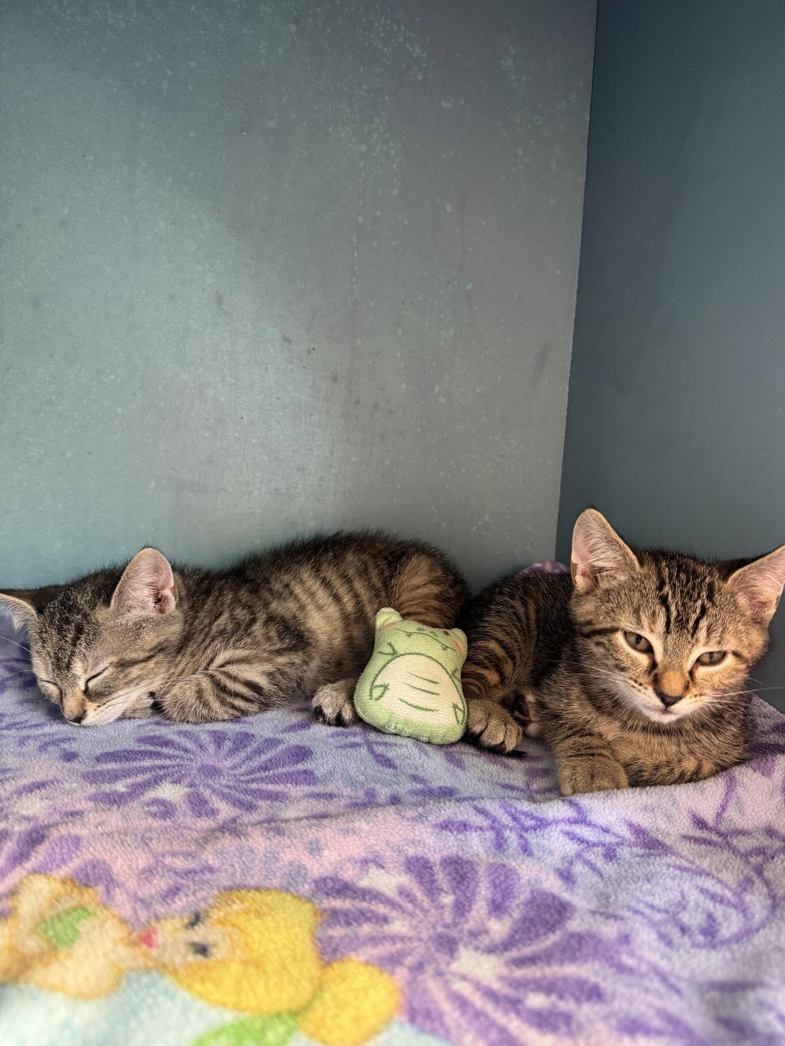 Enlarge Ginger, a Adoptable Domestic Short Hair in Reston, VA image 3/3