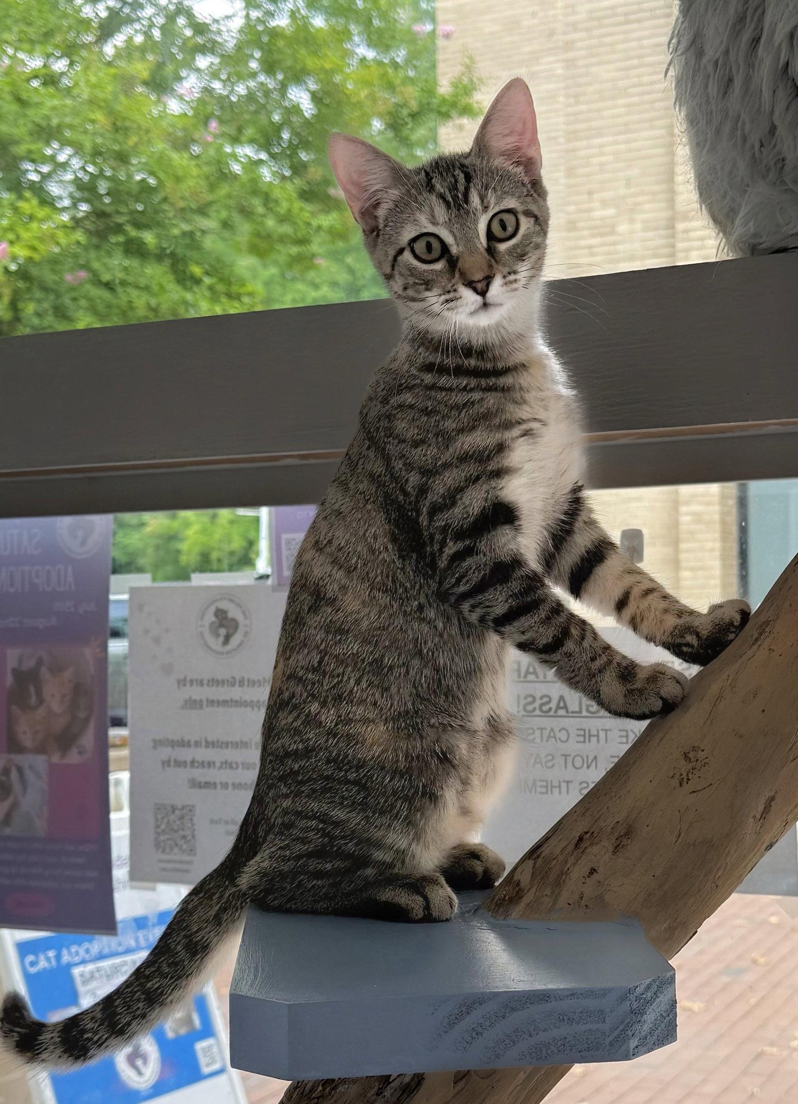 Enlarge Ginger, a Adoptable Domestic Short Hair in Leesburg, VA image 3/3