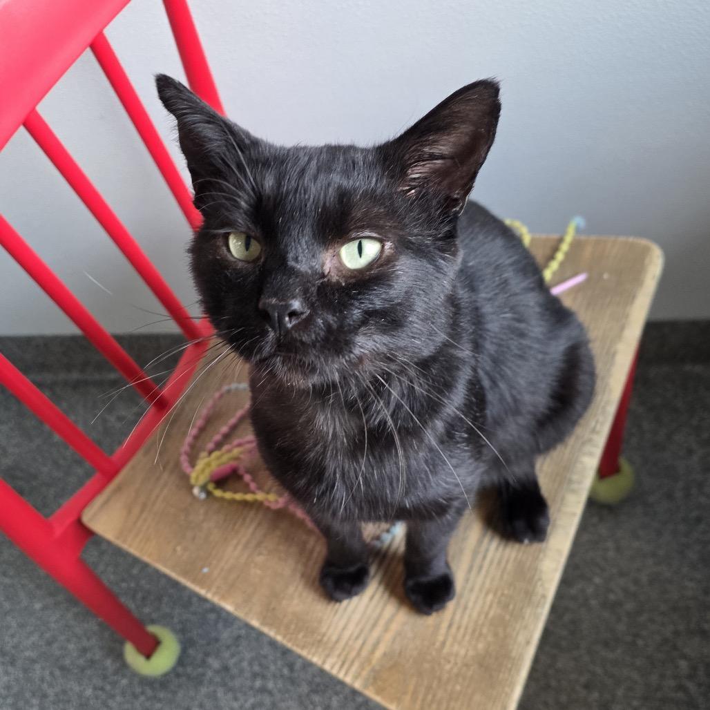 Hamilton, Adoptable, Adult Male Domestic Short Hair.