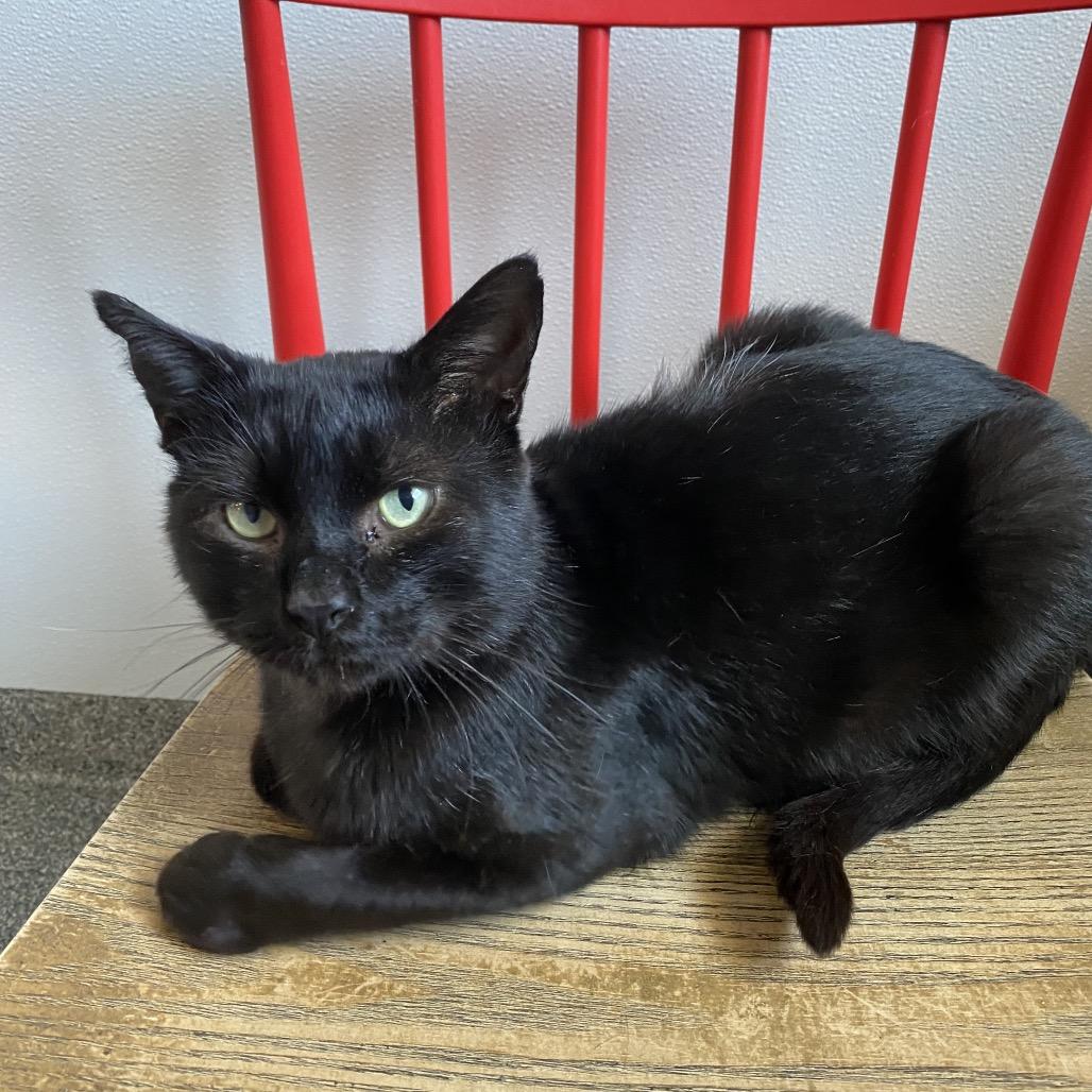 Hamilton, a Adoptable Domestic Short Hair in Hinsdale, IL image 2/4