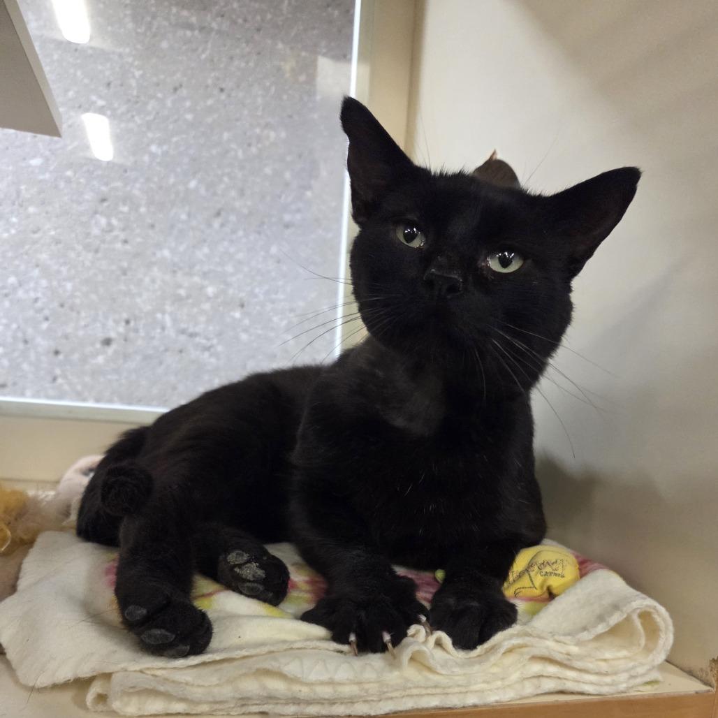 Hamilton, Adoptable, Adult Male Domestic Short Hair.