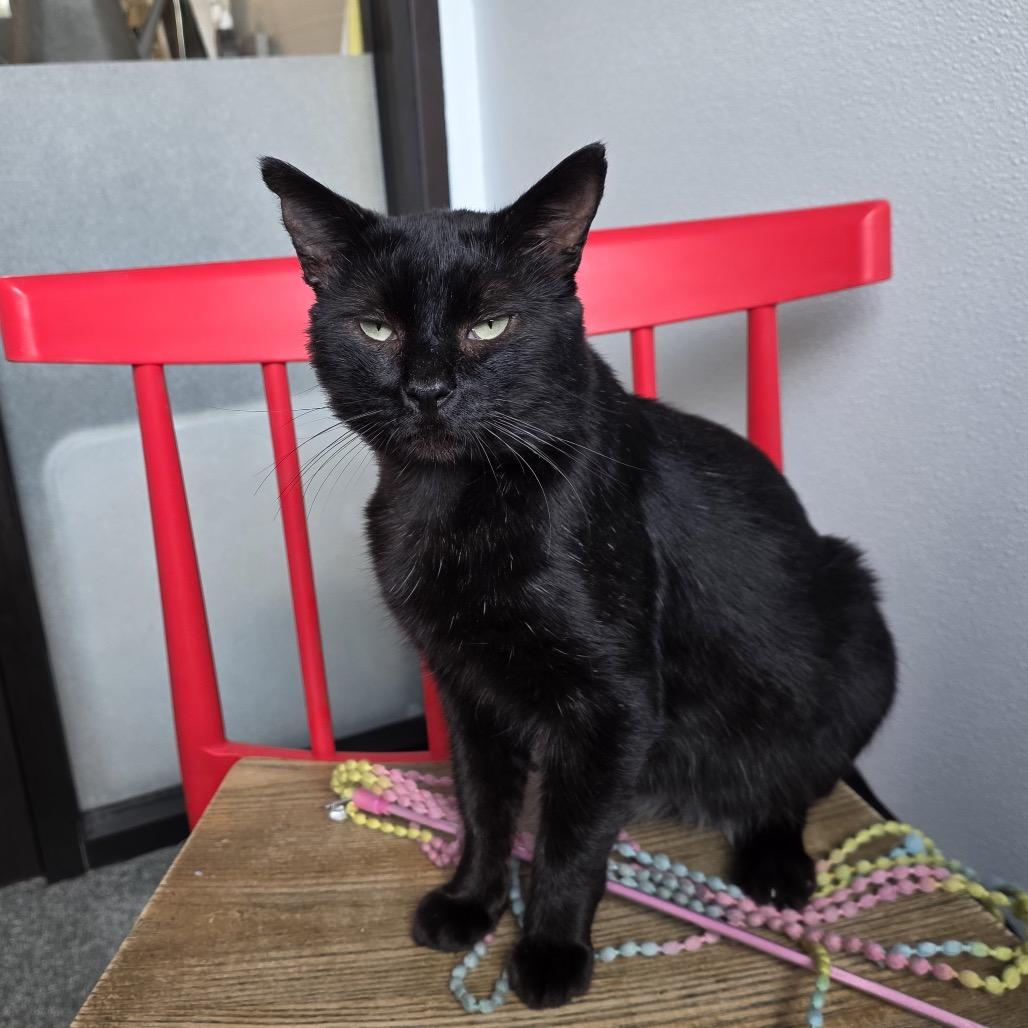 Hamilton, a Adoptable Domestic Short Hair in Hinsdale, IL image 4/4