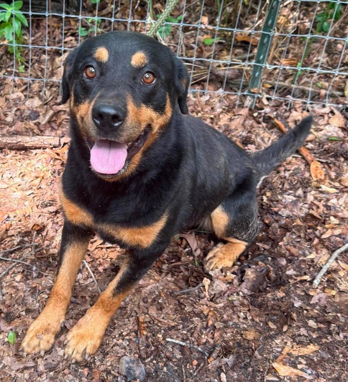 Ruthie, Adoptable, Adult Female Rottweiler.
