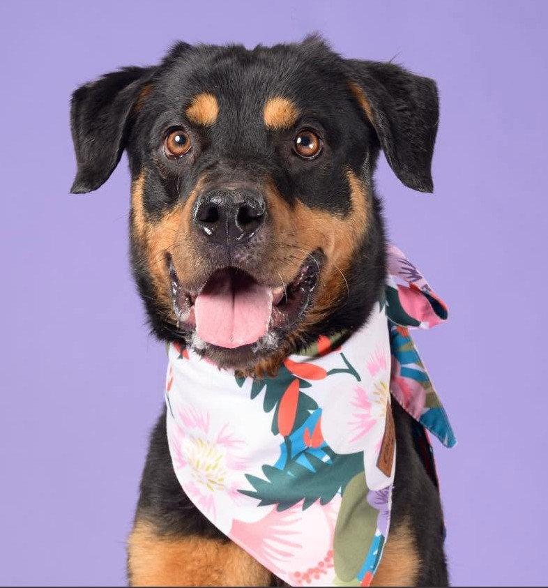 Enlarge Ruthie, a Adoptable Rottweiler in Hillsboro, NH image 2/3