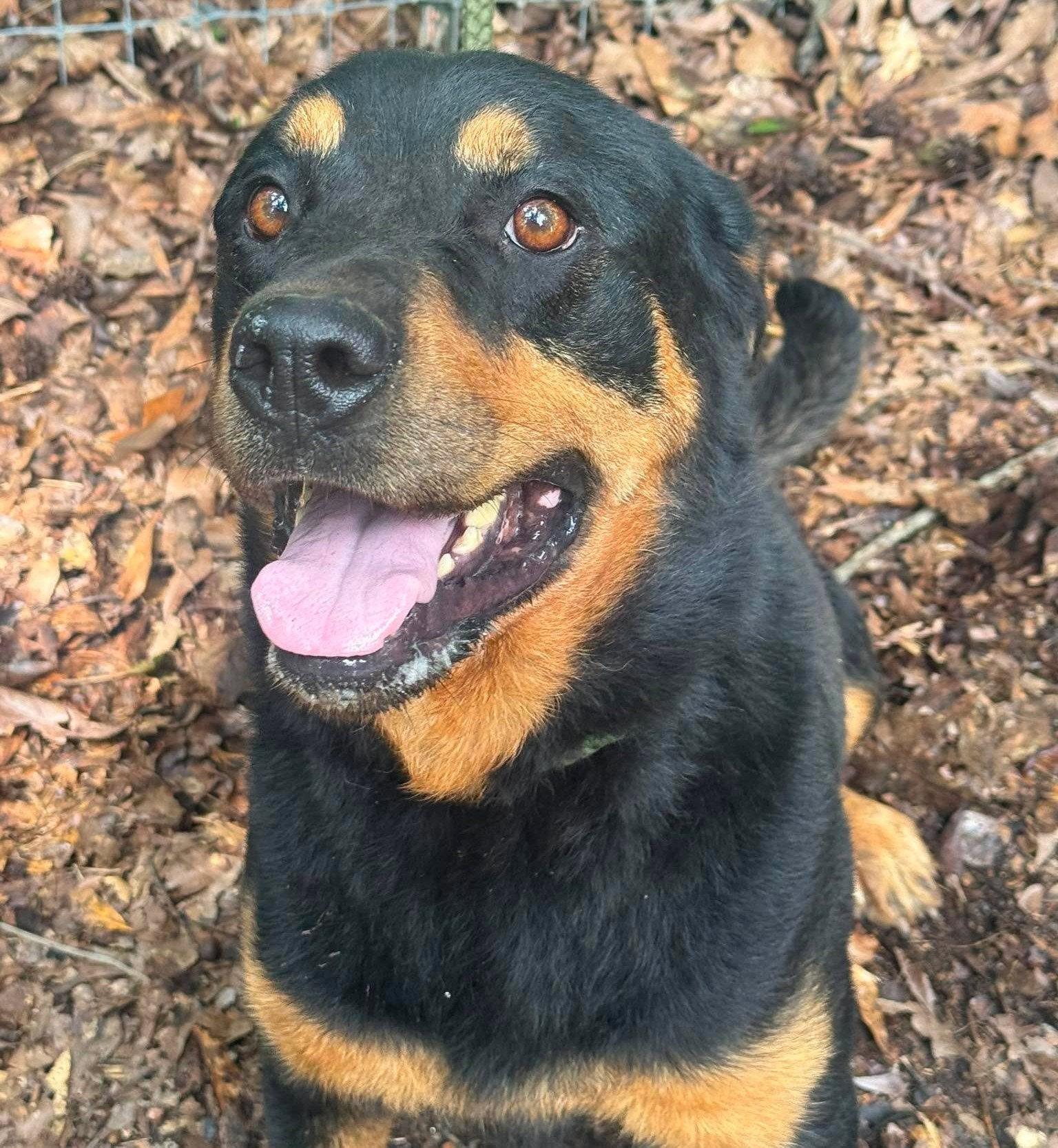 Enlarge Ruthie, a Adoptable Rottweiler in Hillsboro, NH image 3/3
