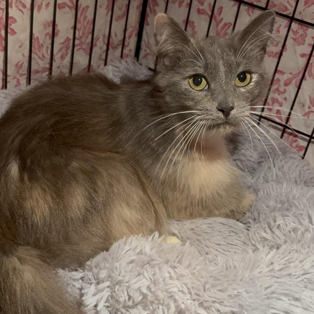 Tabitha, Adoptable, Adult Female Domestic Long Hair.