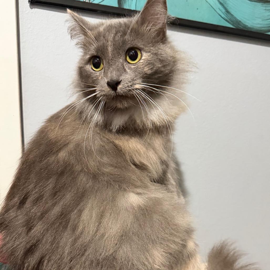 Enlarge Tabitha, a Adoptable Domestic Long Hair in Simi Valley, CA image 2/2