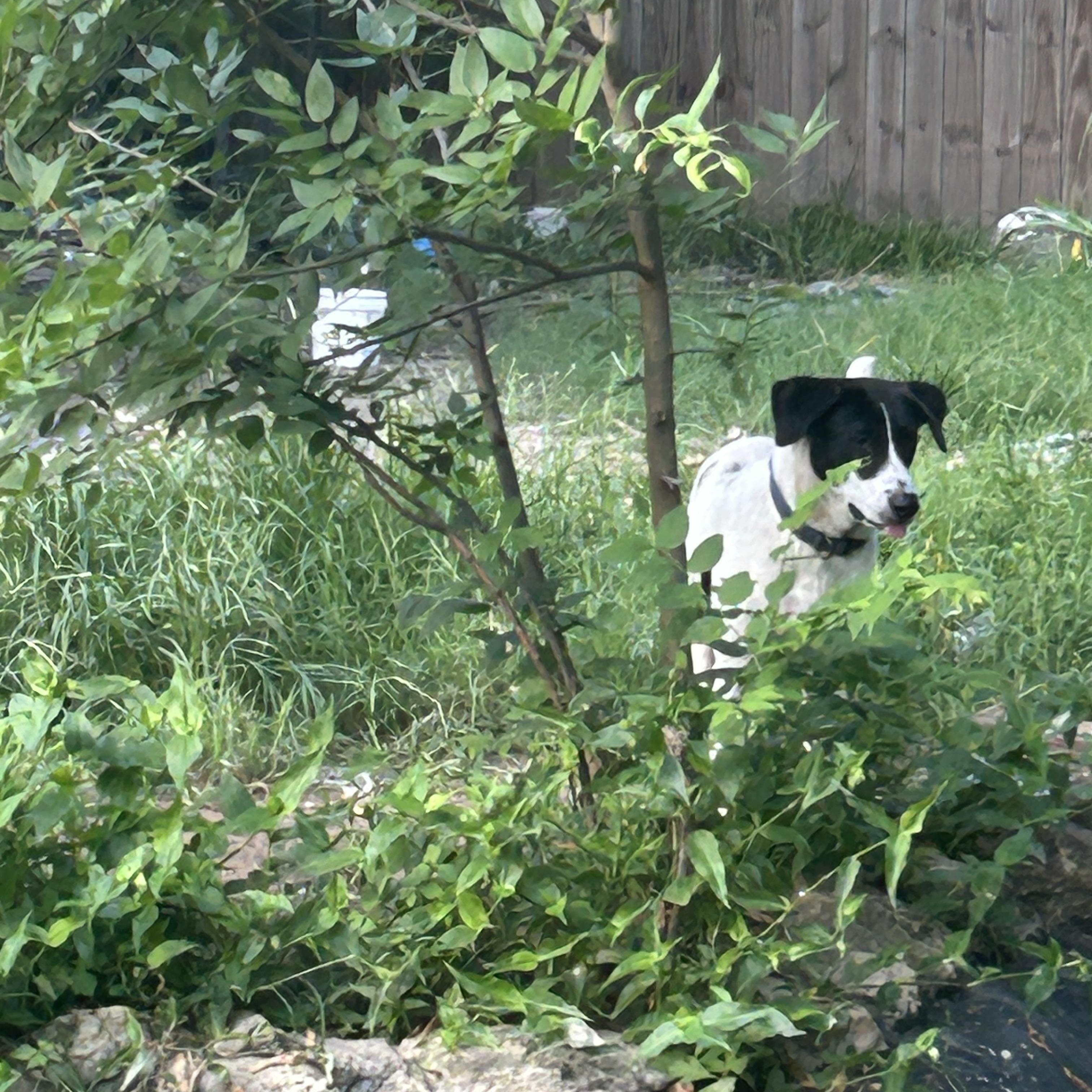 Enlarge Pepper, a Adoptable mixed breed in Allentown, PA image 3/4