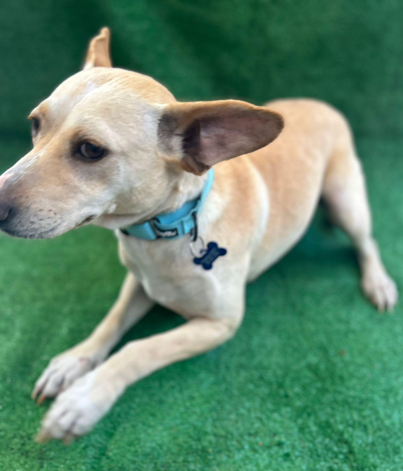 Magguie, a Adoptable mixed breed in San Ysidro, CA image 5/6