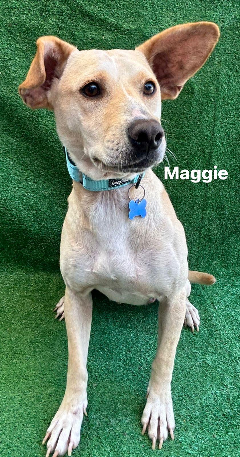 Magguie, a Adoptable mixed breed in San Ysidro, CA image 3/6