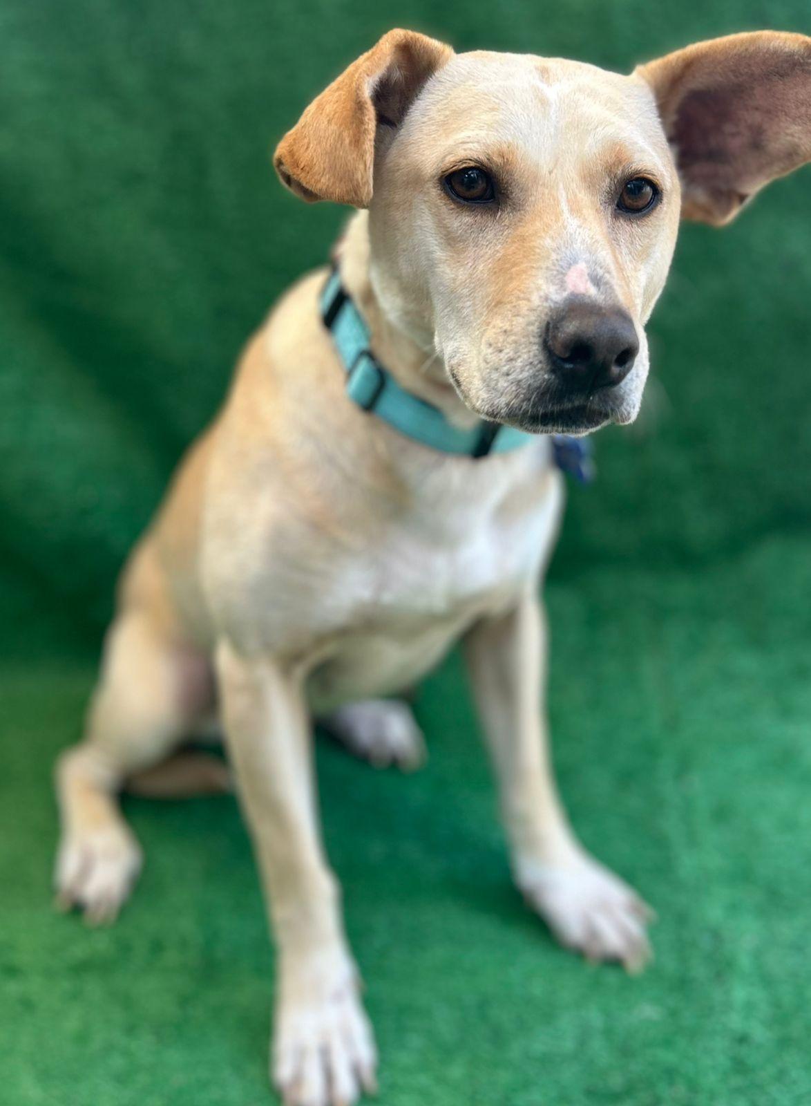 Magguie, a Adoptable mixed breed in San Ysidro, CA image 6/6