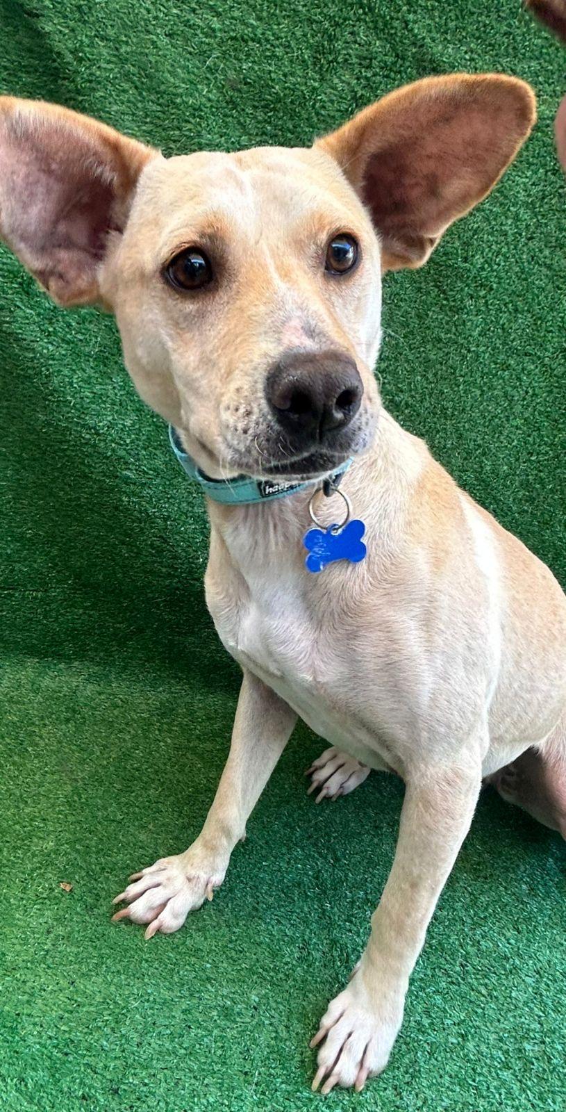 Magguie, a Adoptable mixed breed in San Ysidro, CA image 4/6