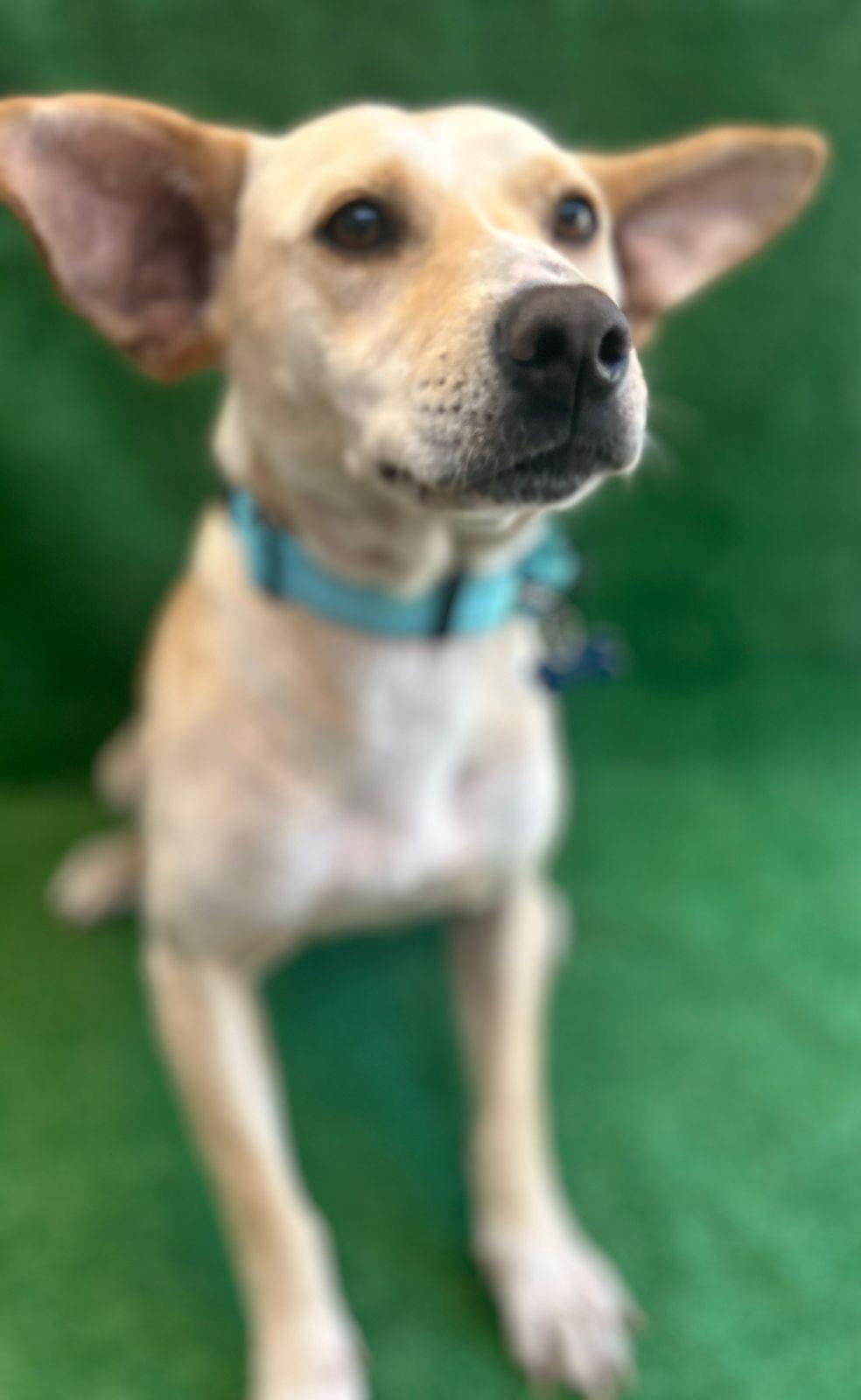 Magguie, Adoptable, Adult Female Labrador Retriever.