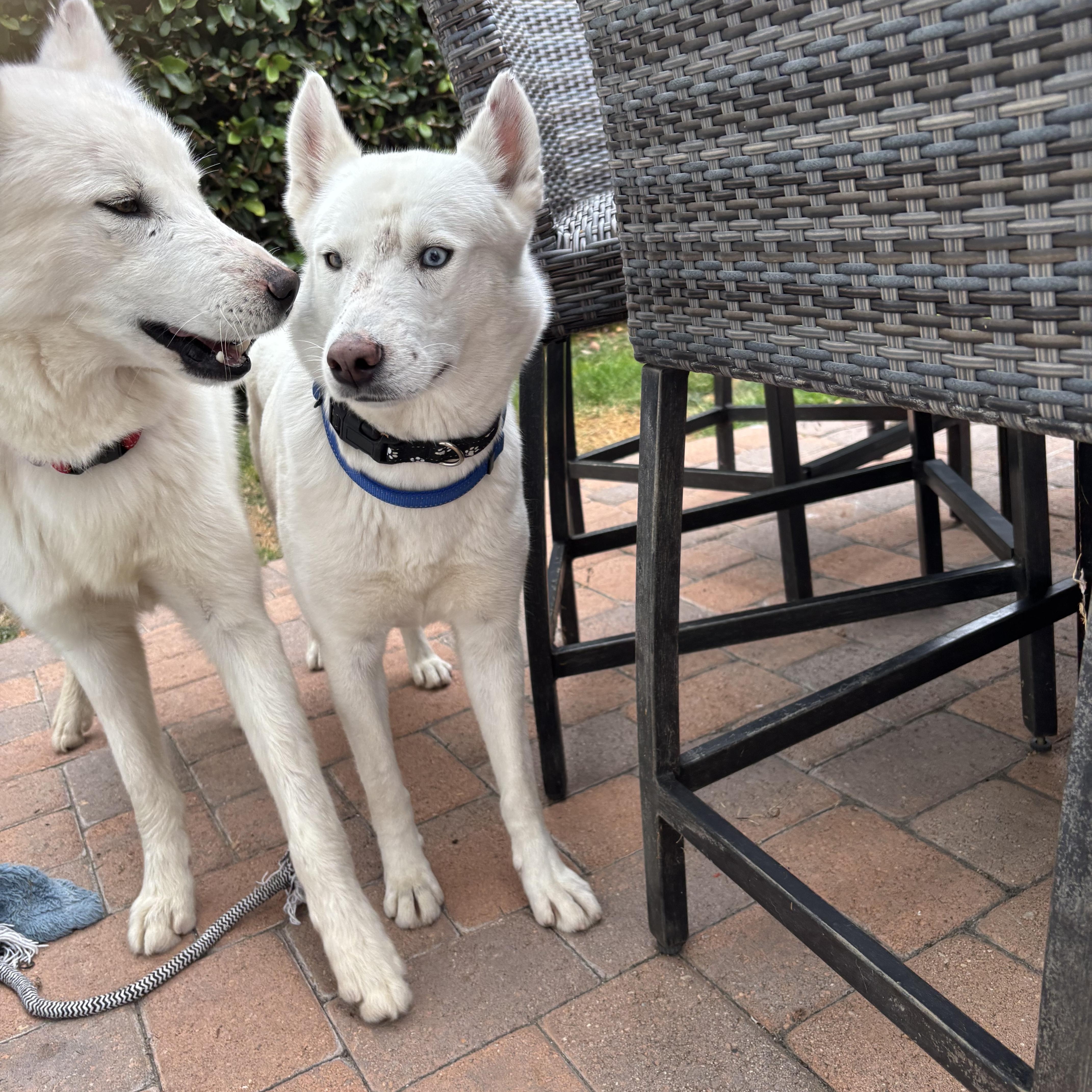Enlarge Elsa, a Adoptable mixed breed in Torrance, CA image 3/5