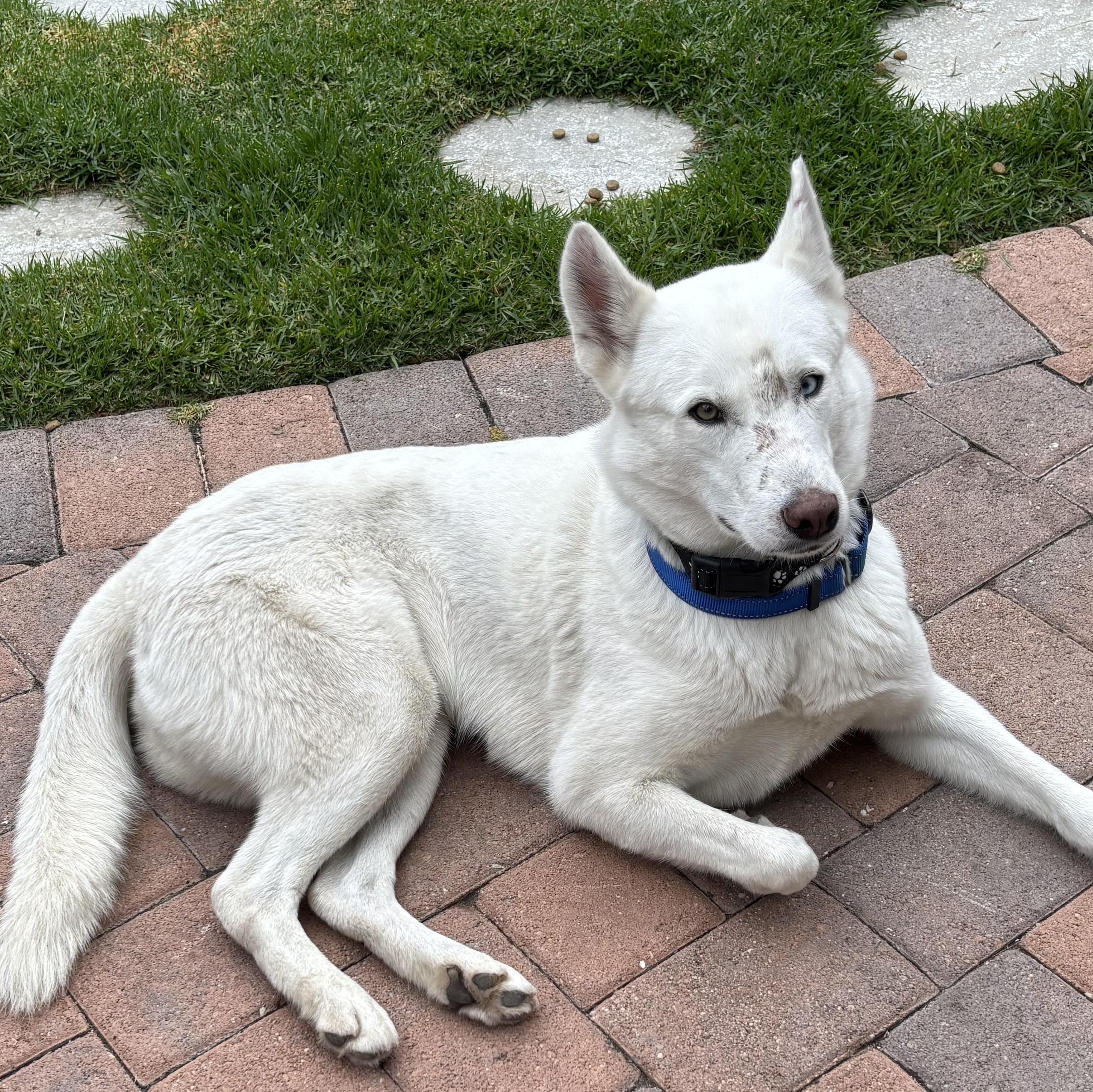 Enlarge Elsa, a Adoptable mixed breed in Torrance, CA image 1/5