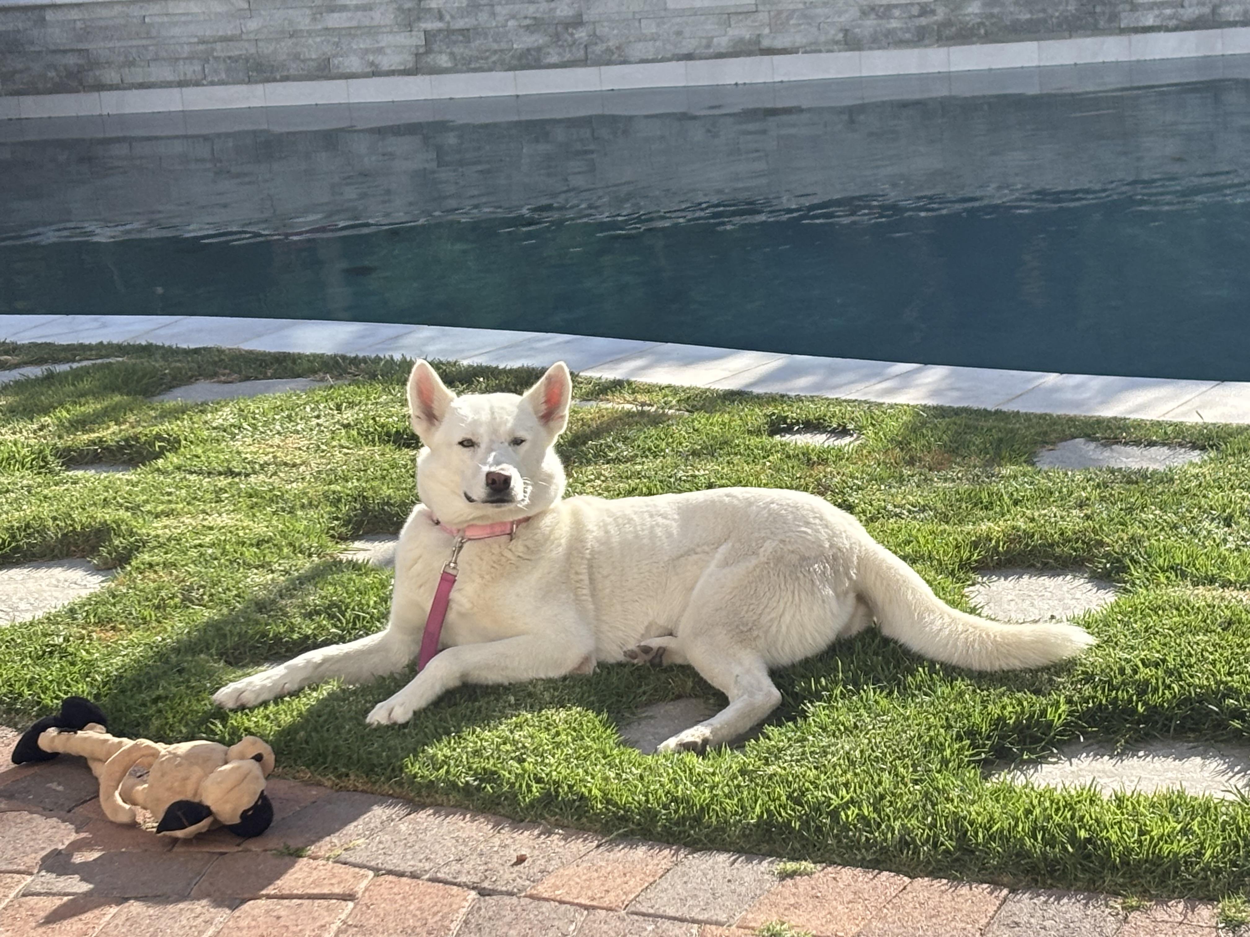 Elsa, a Adoptable mixed breed in Torrance, CA image 1/6