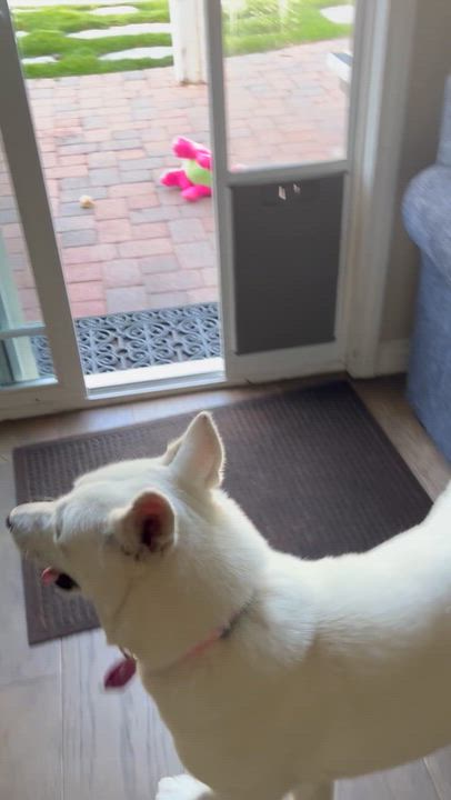 Enlarge Elsa, a Adoptable mixed breed in Torrance, CA video 2/6
