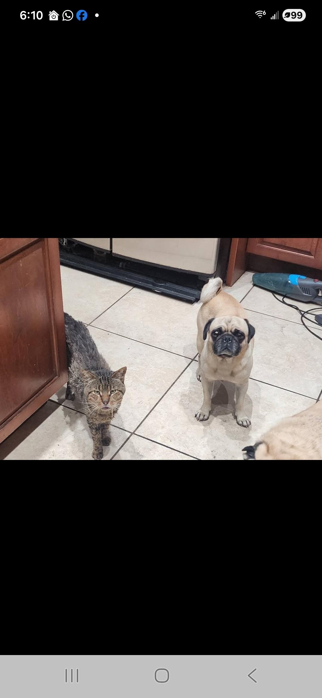 Enlarge Opie, an adopted Pug in Miami, FL image 3/3