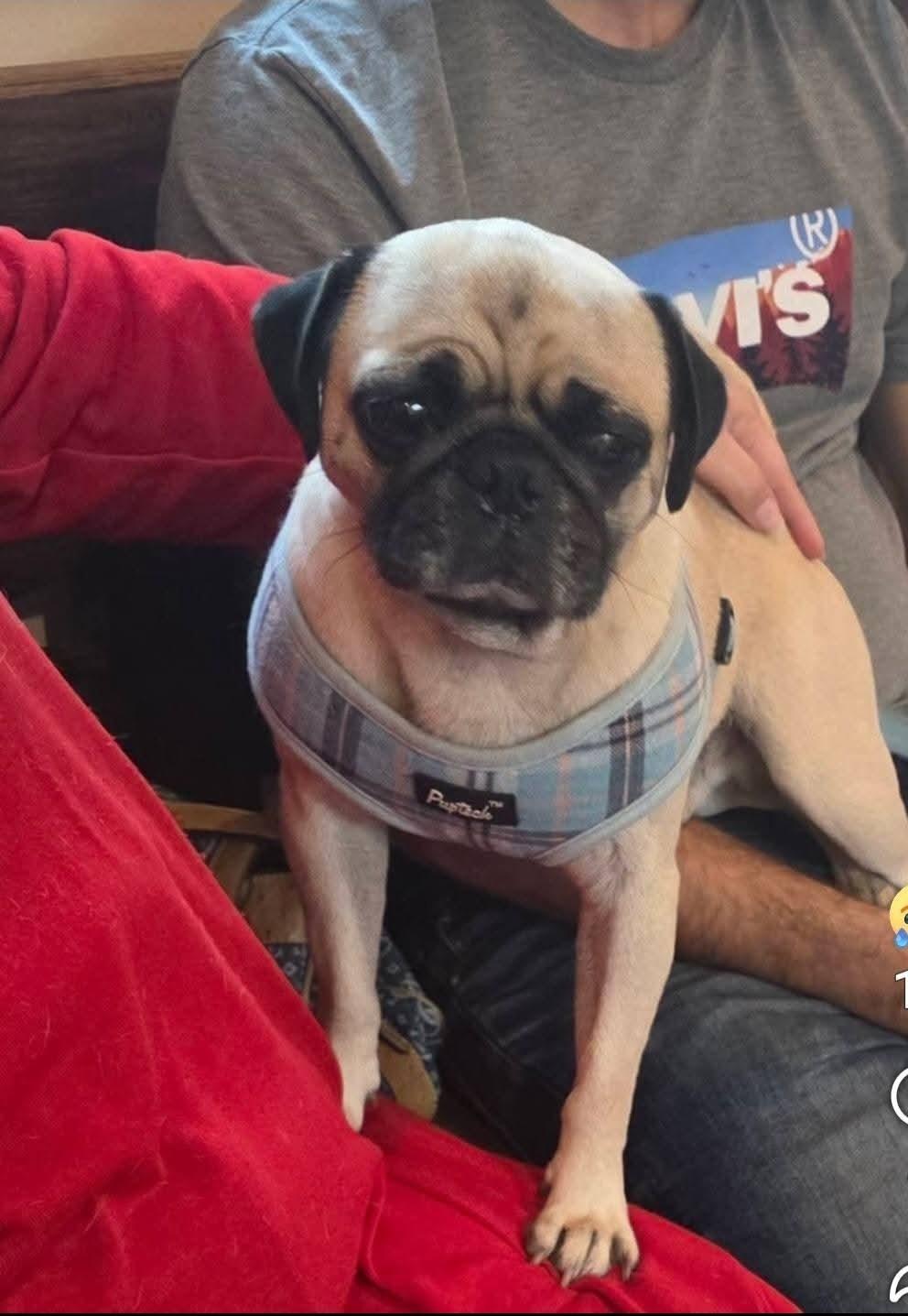 Opie, adopted, Adult Male Pug.