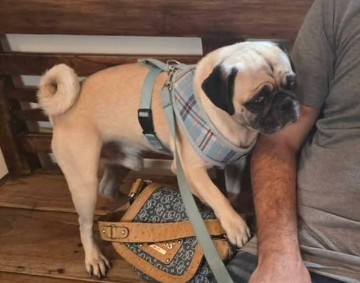 Enlarge Opie, an adopted Pug in Miami, FL image 2/3