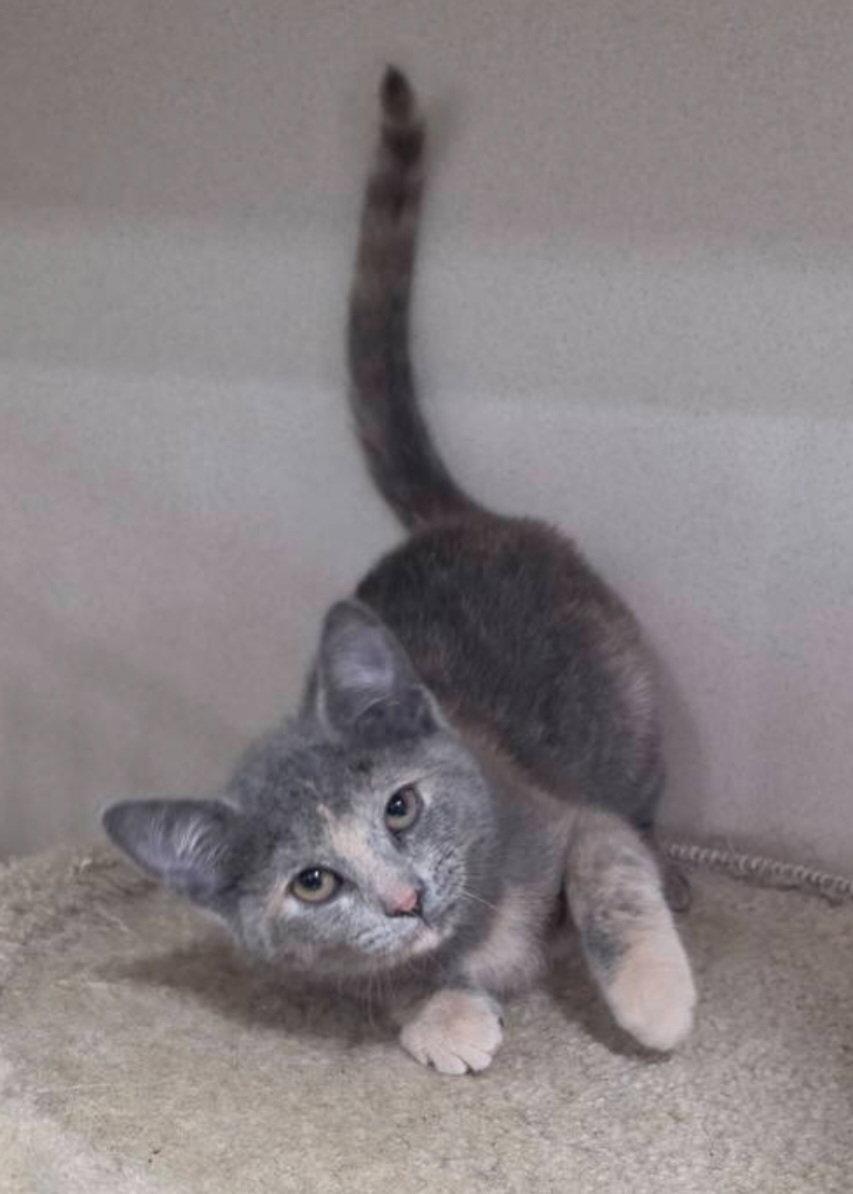 Jolly Rancher, Adoptable, Young Female Domestic Short Hair.