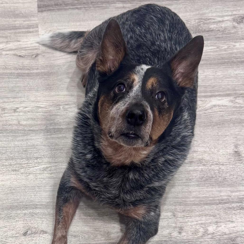 Jake, Adoptable, Senior Male Australian Cattle Dog / Blue Heeler.
