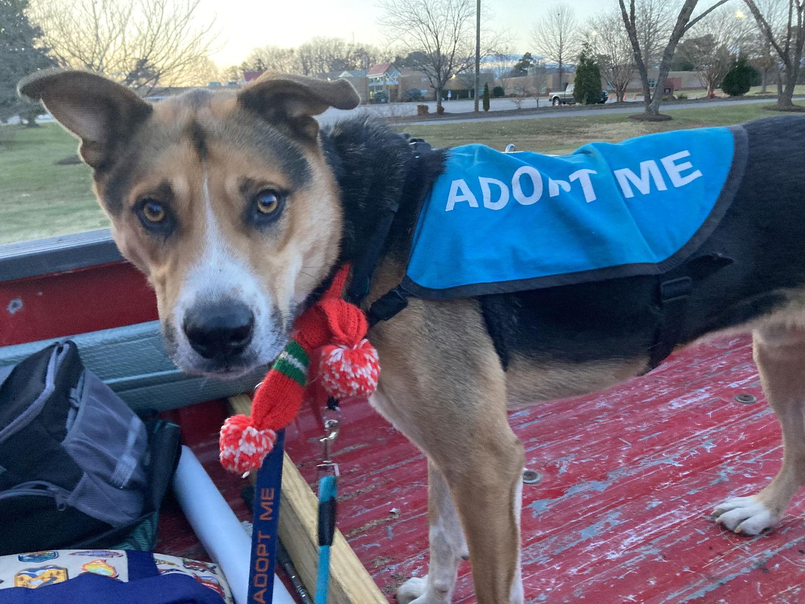 Monk, a Adoptable mixed breed in Chatham, VA image 1/3
