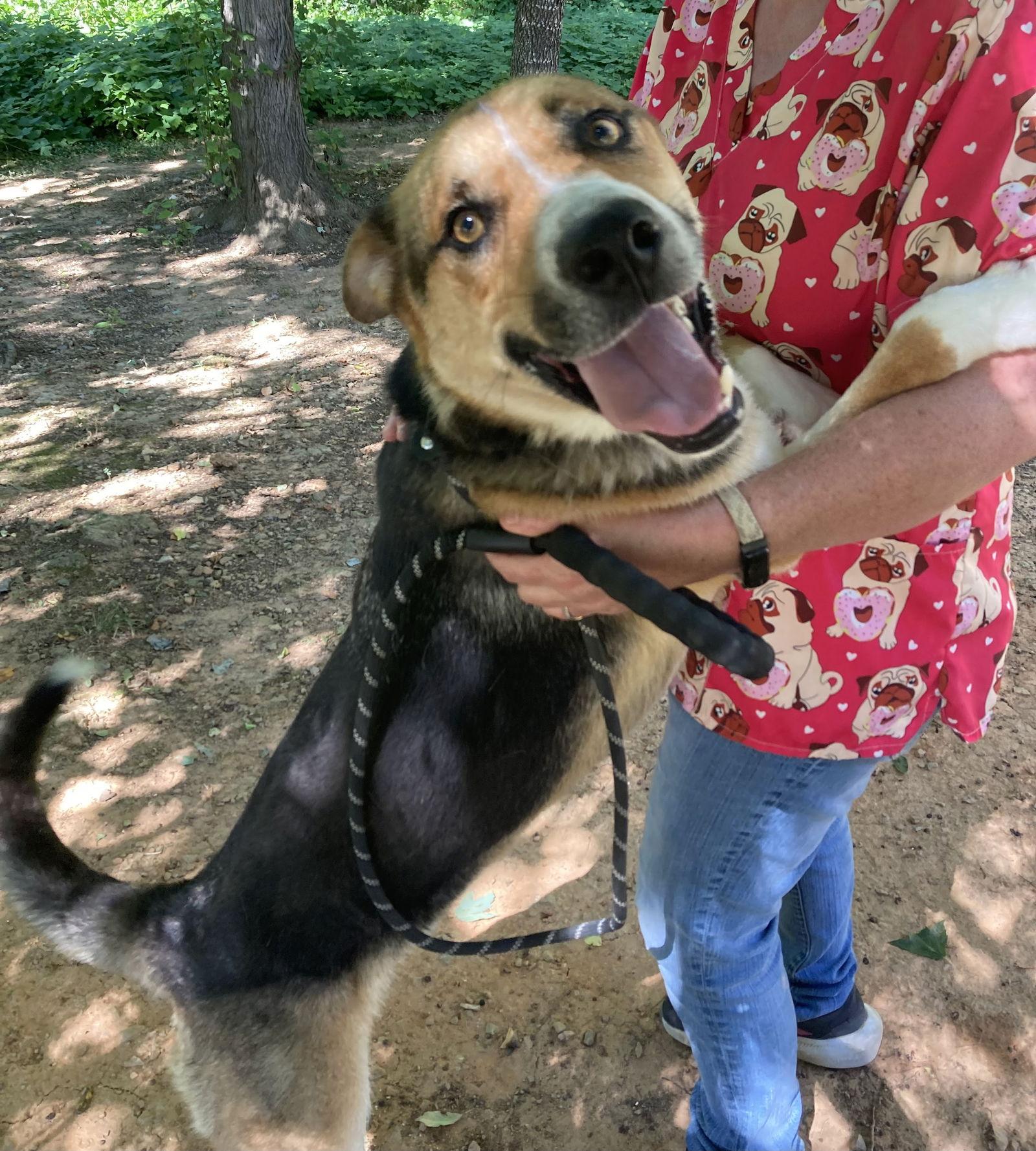 Monk, a Adoptable mixed breed in Chatham, VA image 3/3
