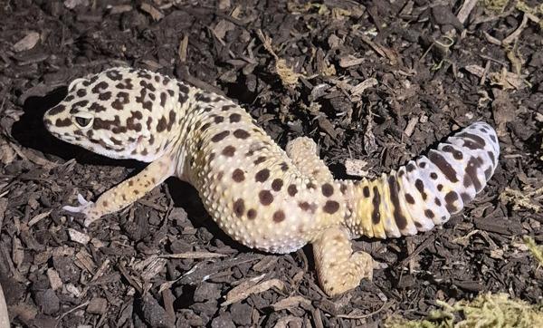Bingo - In Foster, Adoptable, Adult Male Gecko.