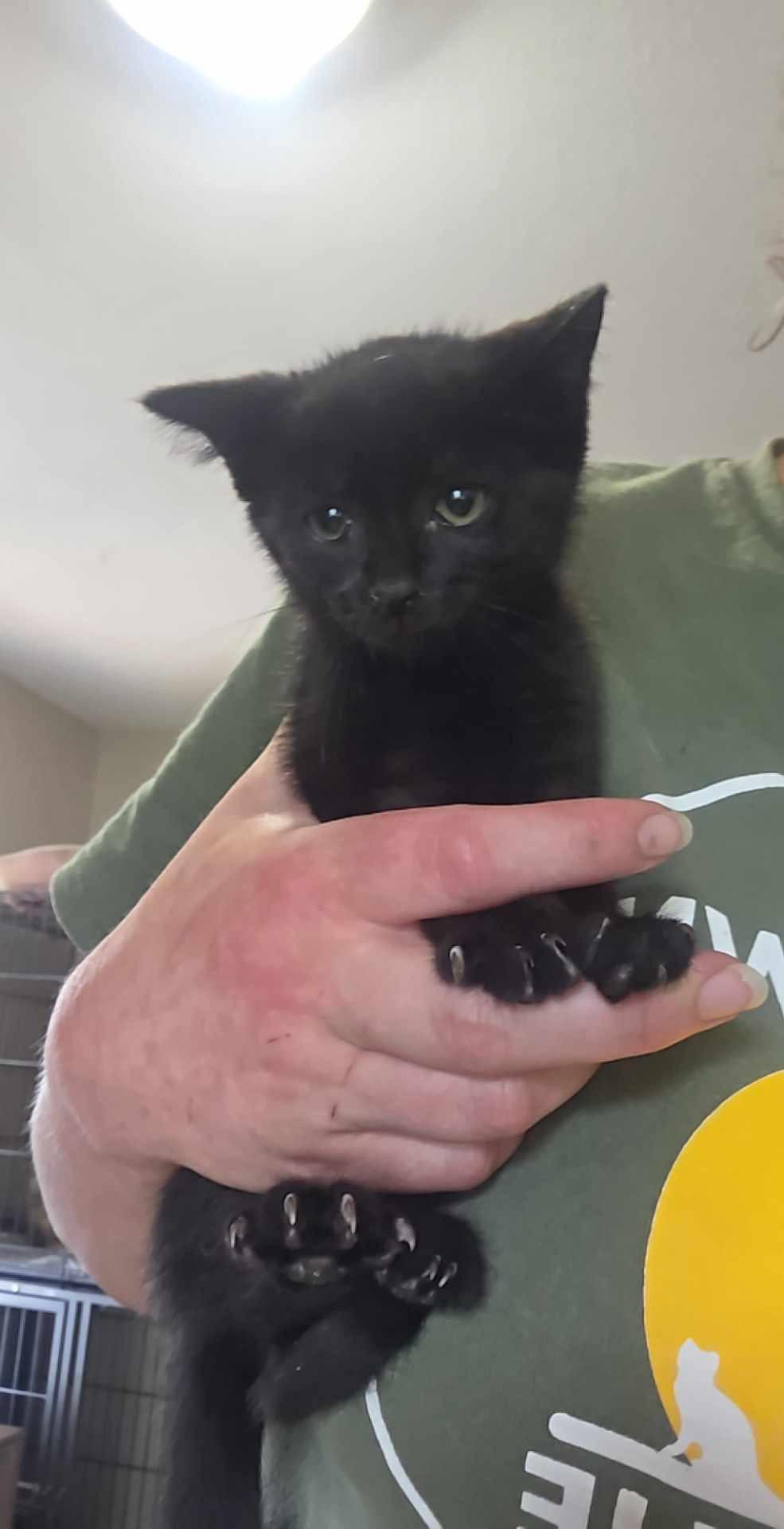 Hissy Pants, Adoptable, Young Female Domestic Short Hair.