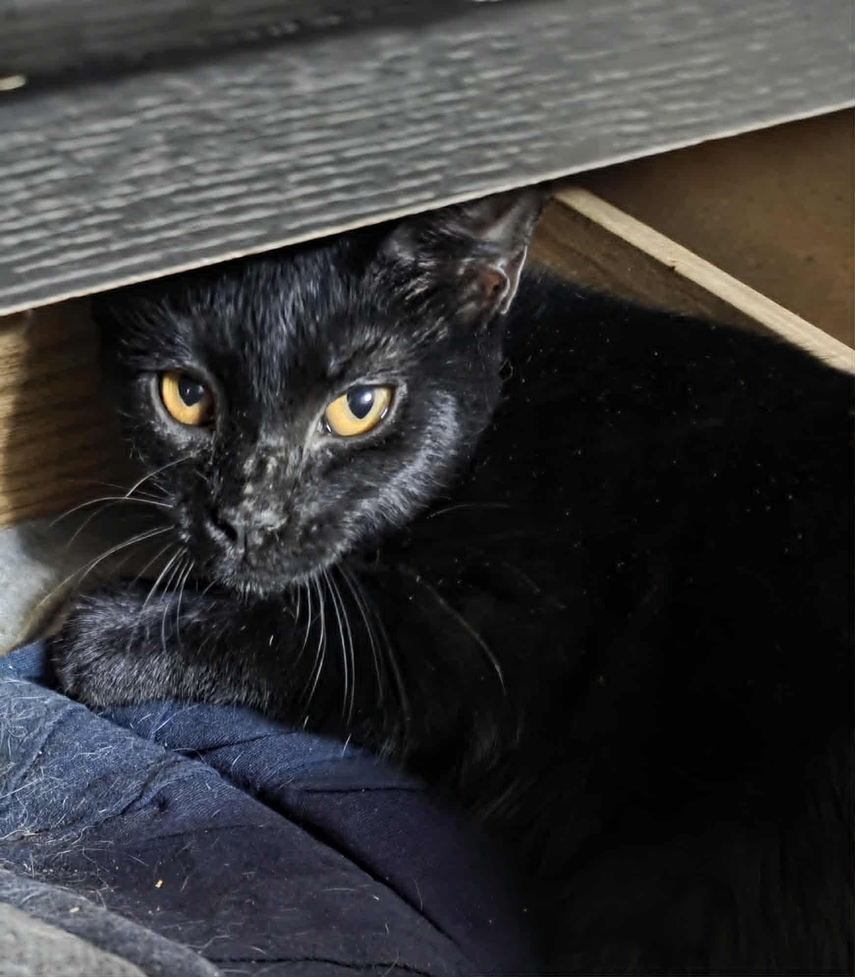 Enlarge Hissy Pants, a Adoptable Domestic Short Hair in Clymer, PA image 4/6