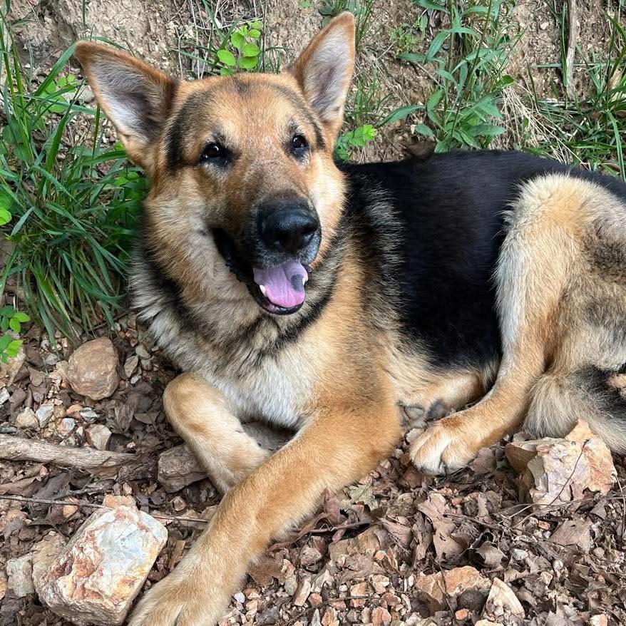 Ralph, Adoptable, Adult Male German Shepherd Dog.