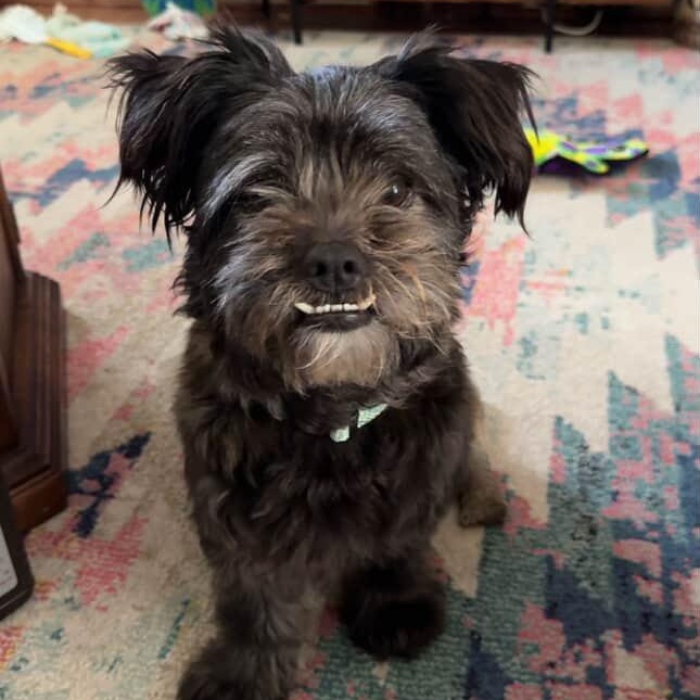 Miss Layla is an active 8 year old and 25lb terrier mix who is seeking her forever home Laylas i