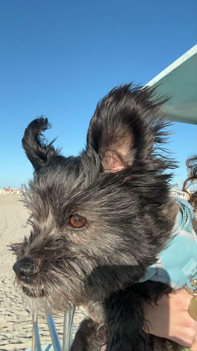 Layla, an adoptable Shih Tzu, Cairn Terrier in Santa Fe , NM, 87505 | Photo Image 3