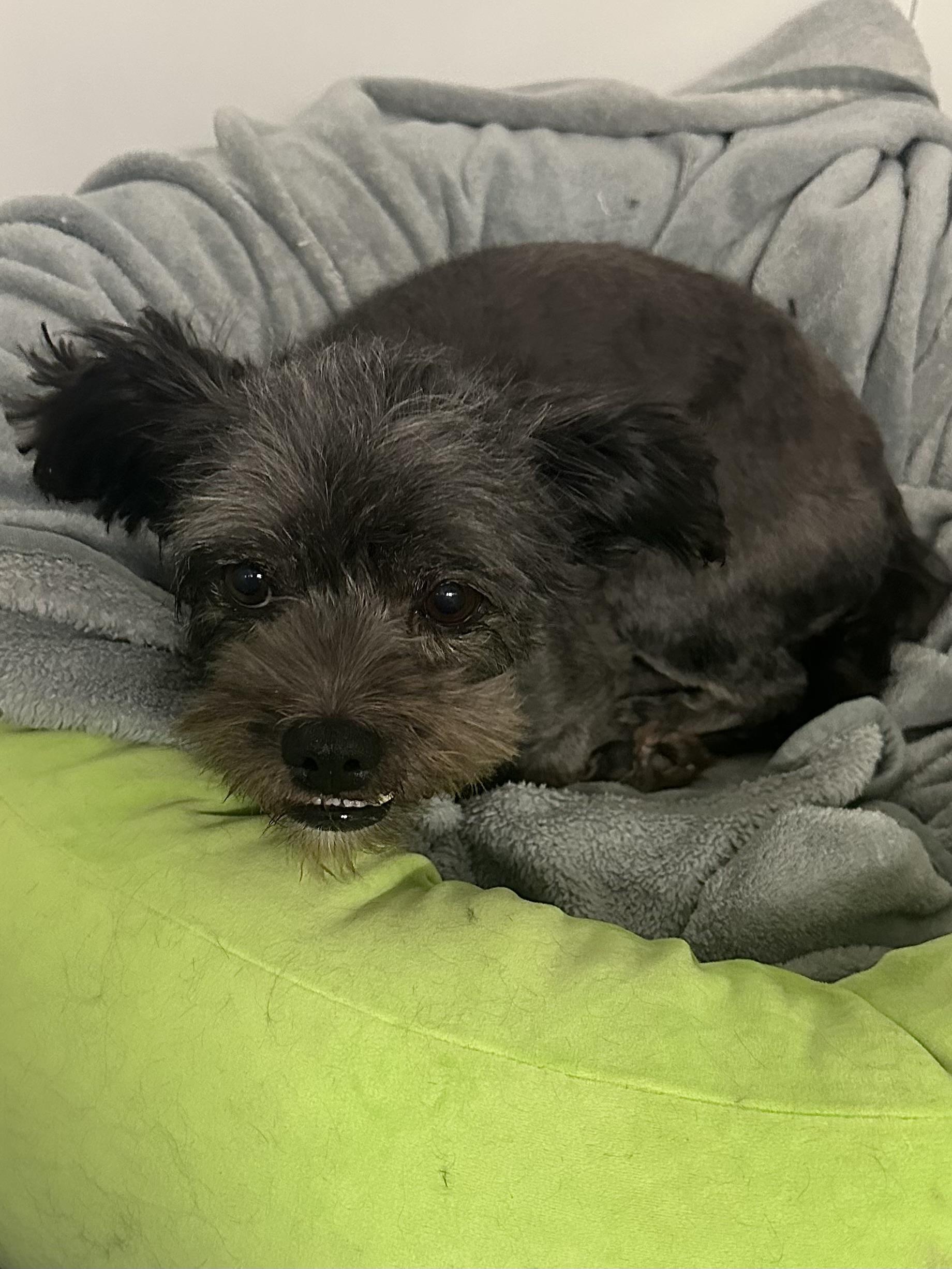 Layla, an adoptable Shih Tzu, Cairn Terrier in Santa Fe , NM, 87505 | Photo Image 5