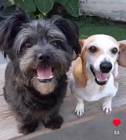 Layla, a Adoptable mixed breed in Santa Fe , NM image 4/5