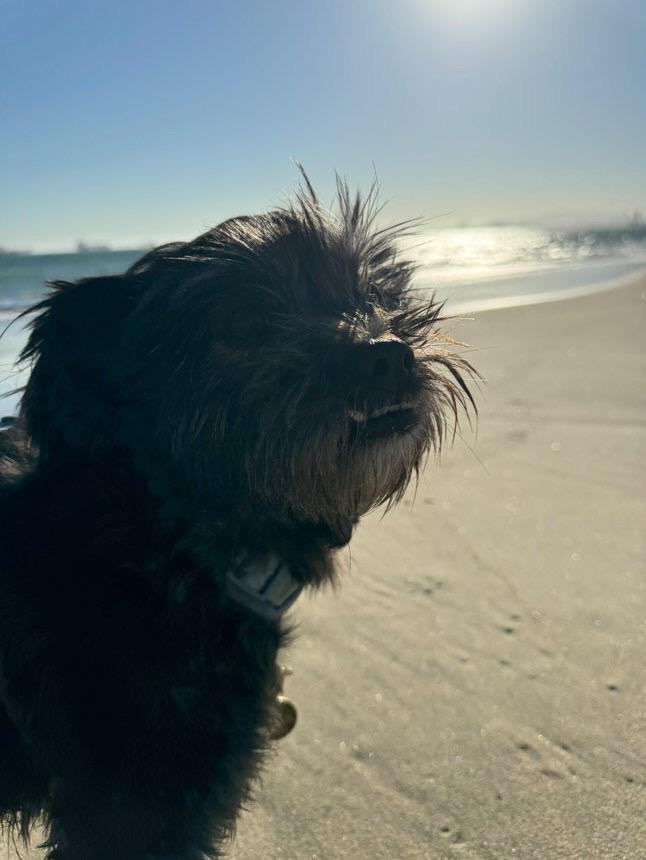 Layla, an adoptable Shih Tzu, Cairn Terrier in Santa Fe , NM, 87505 | Photo Image 2