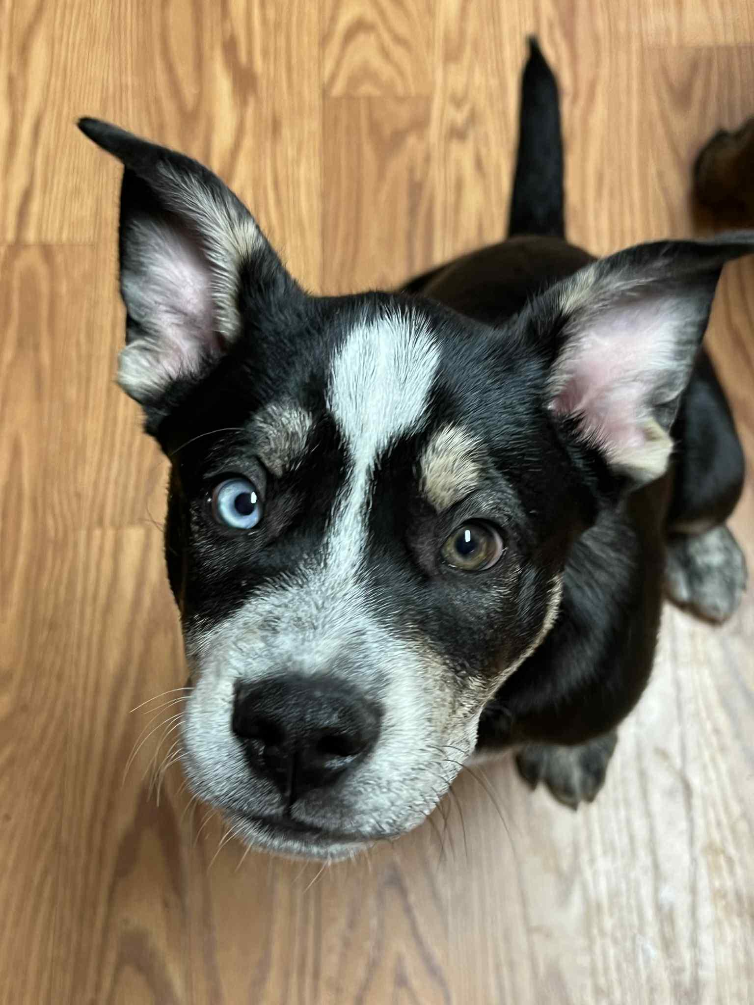 Enlarge Salem, a Adoptable mixed breed in Seattle, WA image 2/6