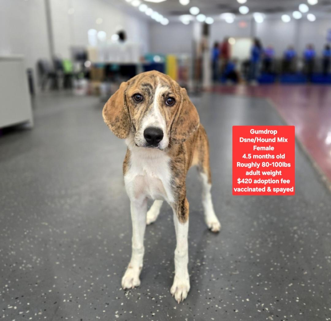 Gumdrop, adopted, Puppy Female Hound & Great Dane.