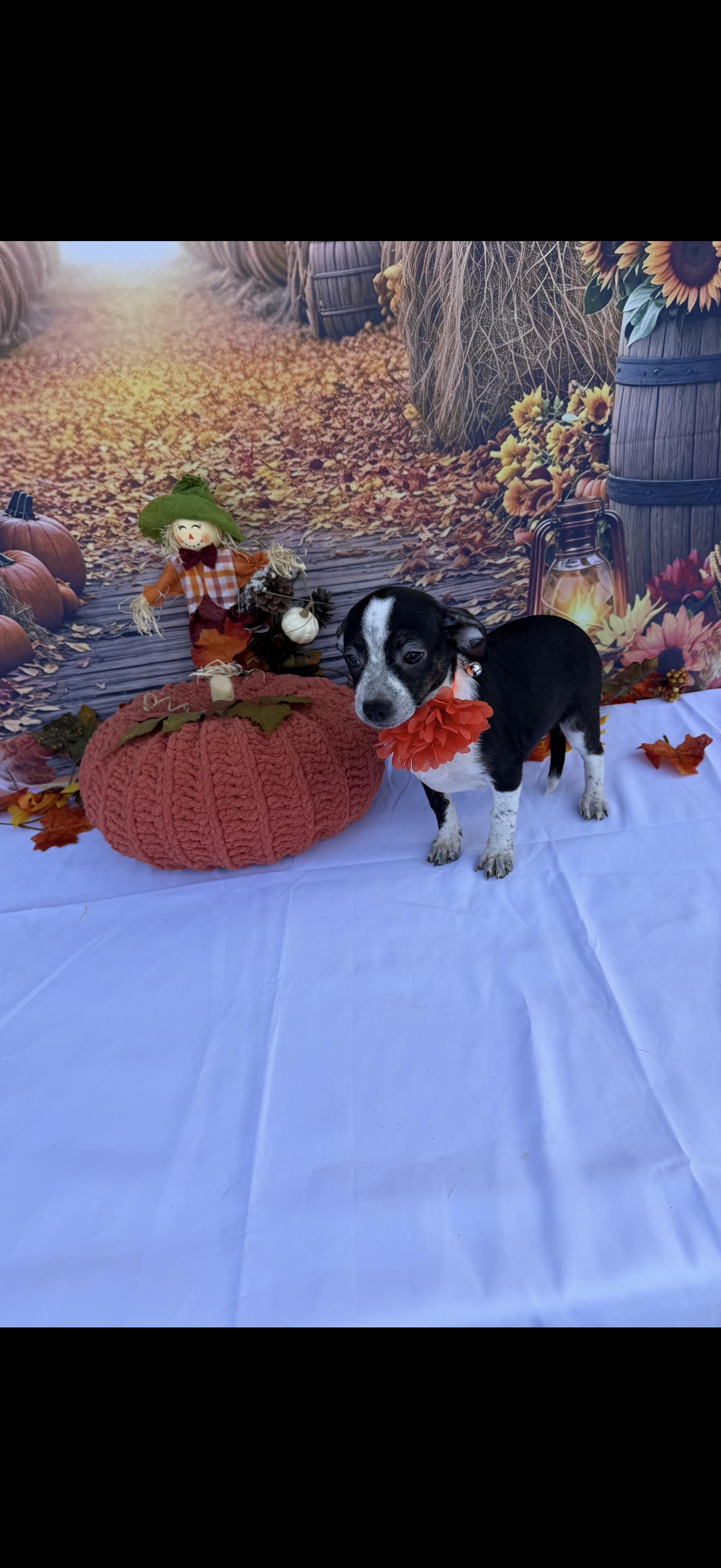 Enlarge Star, a Adoptable mixed breed in Cottonwood, CA image 4/6