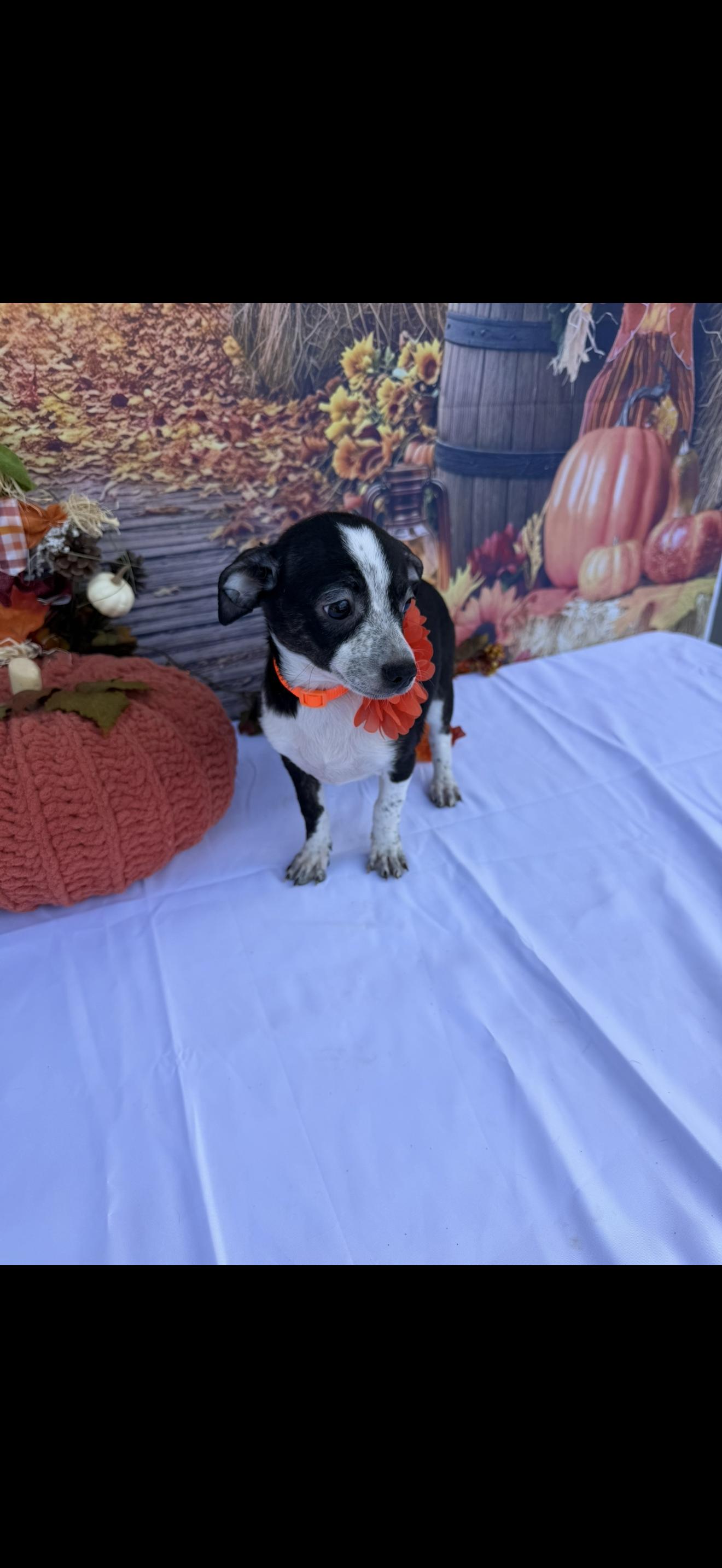 Enlarge Star, a Adoptable mixed breed in Cottonwood, CA image 2/6