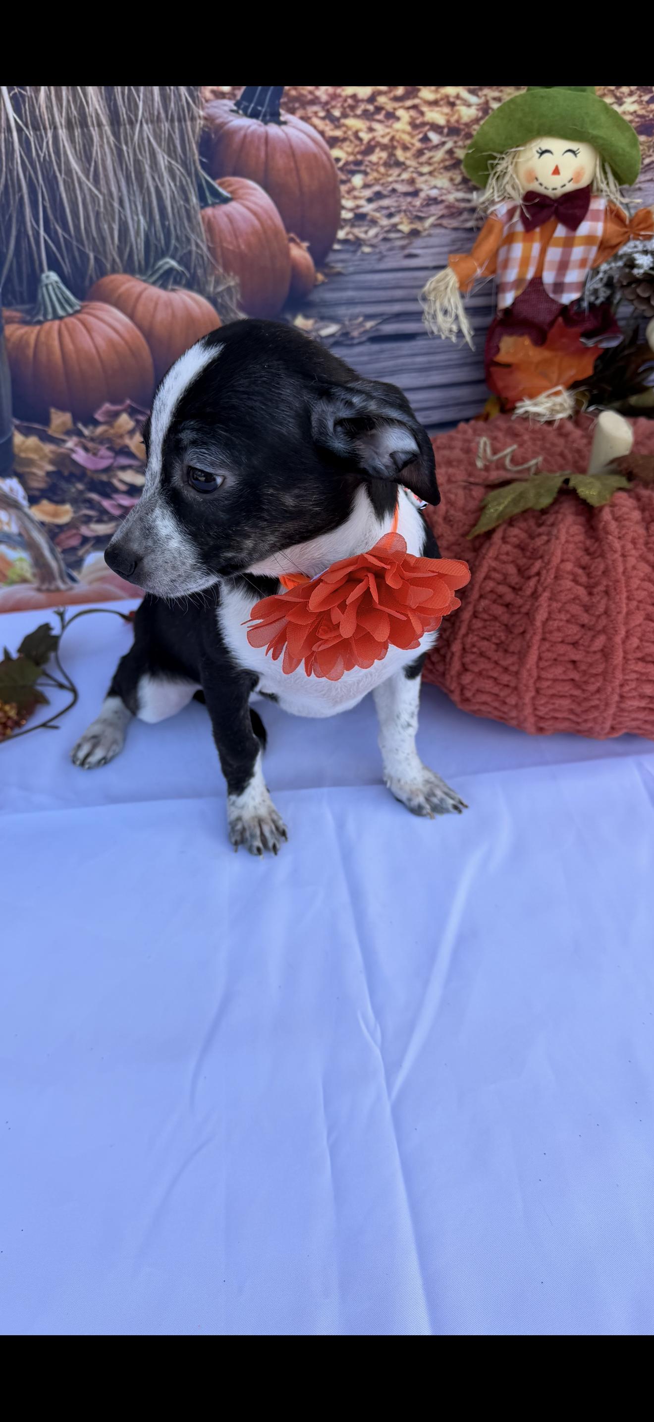 Star, Adoptable, Puppy Female Chihuahua & Boston Terrier.