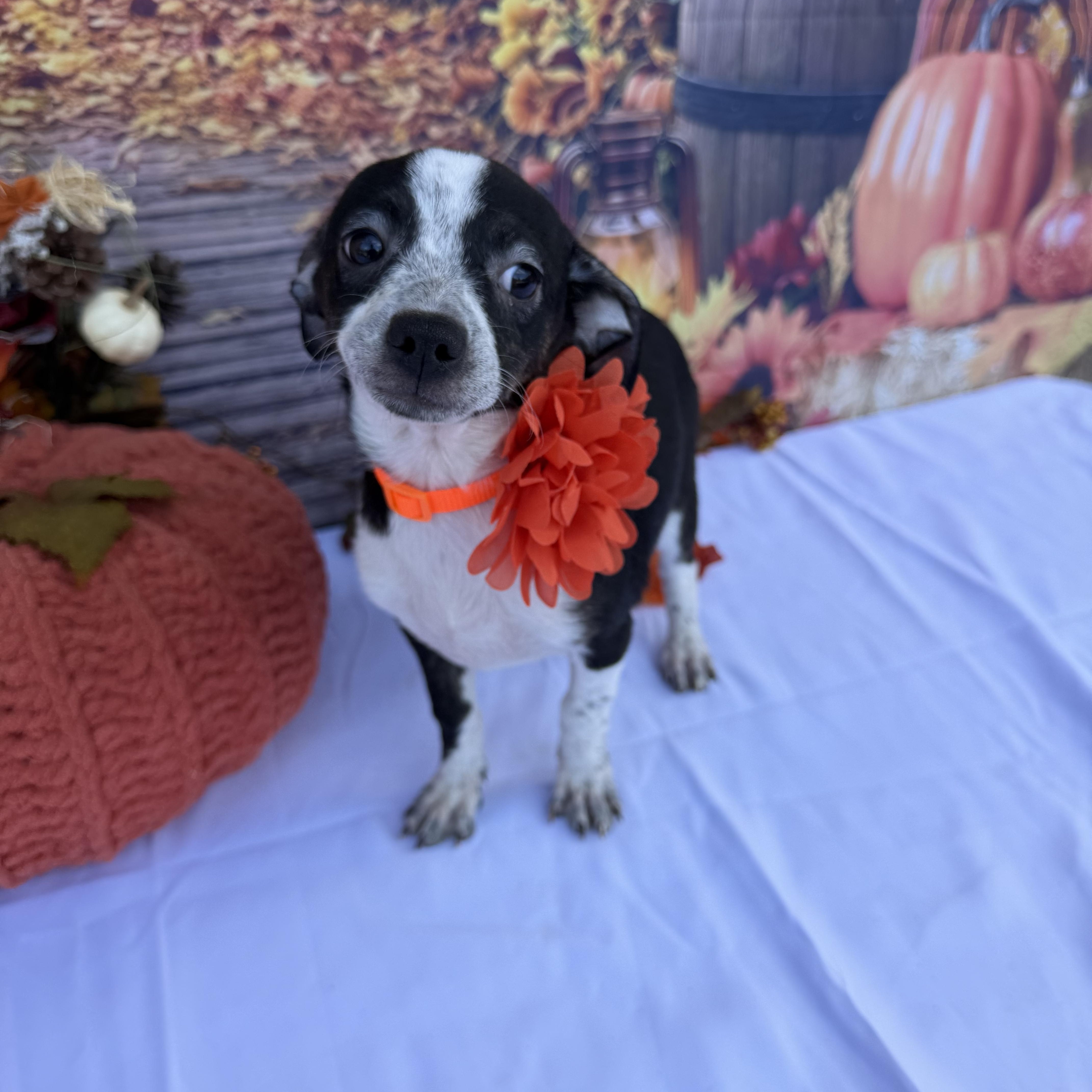Enlarge Star, a Adoptable mixed breed in Cottonwood, CA image 5/6