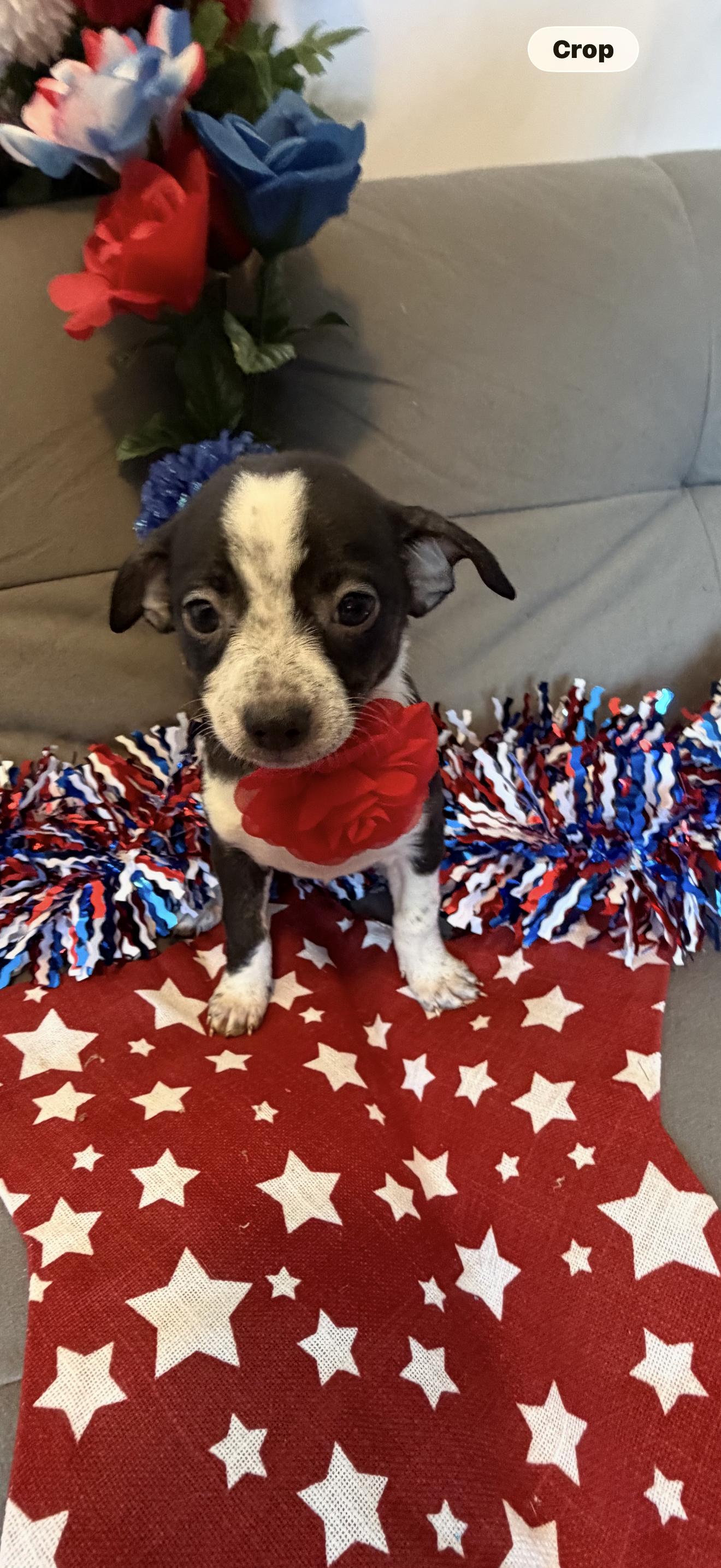 Star, a ADOPTABLE mixed breed in Cottonwood, CA image 6/6